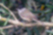 Blackcap (Sylvia atricapilla)