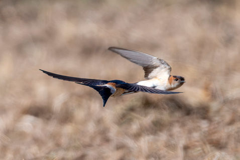 Red-rumped Swallow (Cecropis daurica)