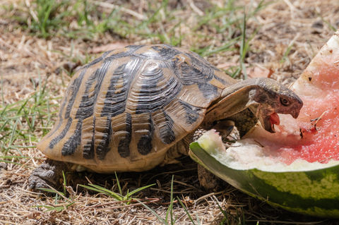 Common Greek Tortoise (Testudo graeca)