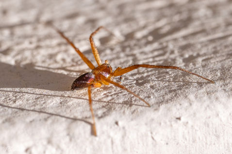 Wandering Crab Spider (Philodromus aureolus complex)