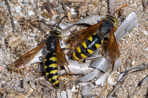 Sand Wasp (Stizus fasciatus)