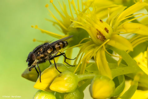 Locust Blowfly (Stomorhina lunata)