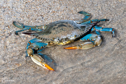 Blue Crab (Callinectes sapidus)