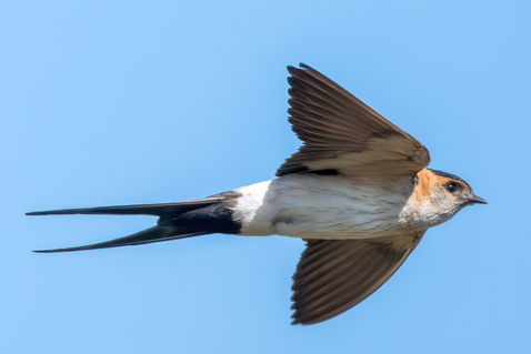 Red-rumped Swallow (Cecropis daurica)