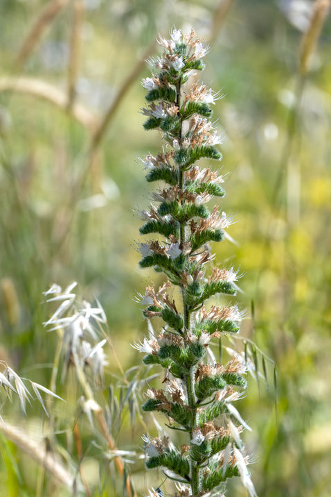 Italian Viper's Bugloss (Echium italicum)