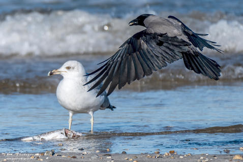 Hooded Crow (Corvus cornix)