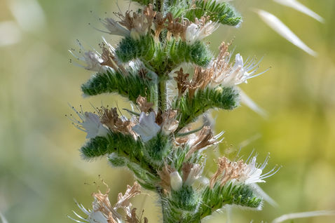 Italian Viper's Bugloss (Echium italicum)