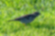 Meadow Pipit (Anthus pratensis)