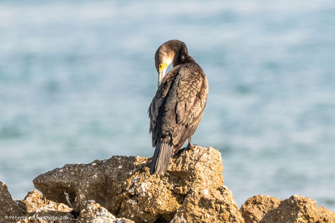 Great Cormorant (Phalacrocorax carbo)