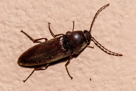 Click Beetle (Melanotus spp.)