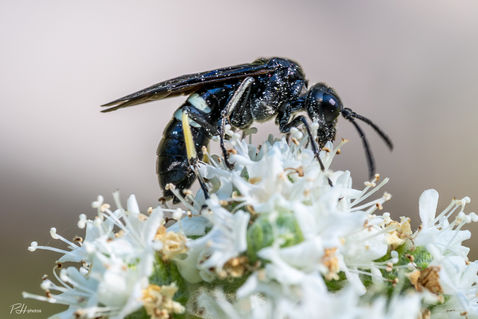 Sawfly (Tenthredo bifasciata ssp. violacea)