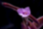 Purple Heart (Tradescantia pallida)