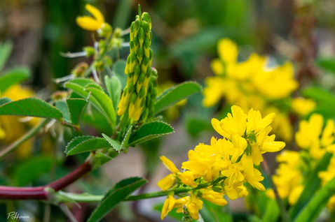 Yellow Sweet Clover (Melilotus officinalis)