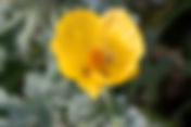Sea Poppy (Glaucium flavum)