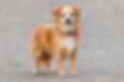 Dog (Canis lupus familiaris)