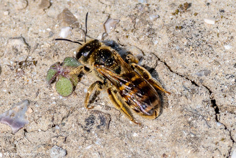 Great Banded Furrow Bee (Halictus scabiosae)