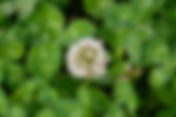 White Clover (Trifolium repens)