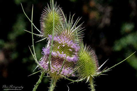 Teasel (Dipsacus fullonum)