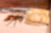 Asian Mud-dauber (Sceliphron curvatum)