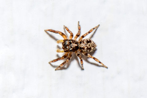 House Jumping Spider (Pseudeuophrys lanigera)