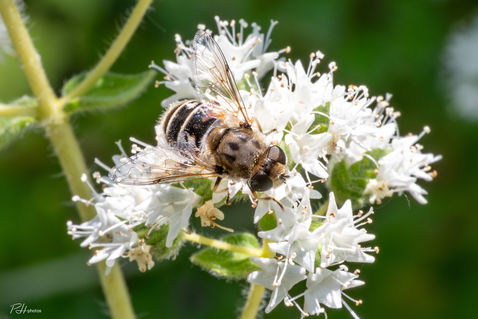 European Drone Fly (Eristalis arbustorum)