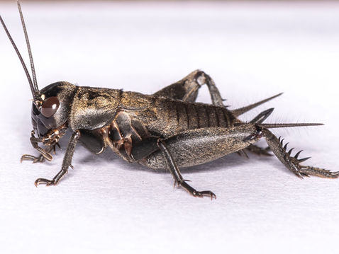 Mediterranean Field-cricket (Gryllus bimaculatus)