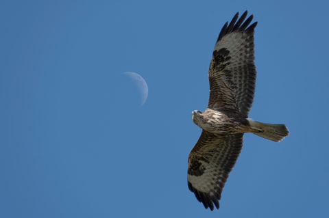 Common Buzzard (Buteo buteo)