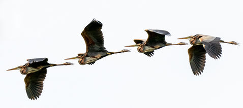 Purple Heron (Ardea purpurea)