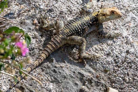 Starred Agama (Stellagama stellio)