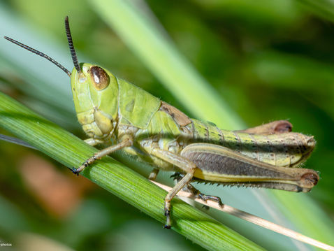 Meadow Grasshopper (Pseudochorthippus parallelus)