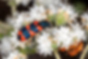 Checkered Beetle (Trichodes alvearius)