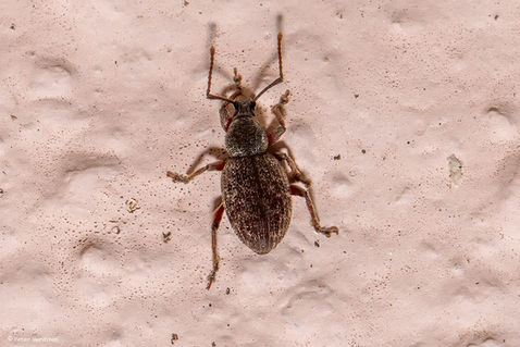 Broad-nosed Weevil (otiorhynchus sp.)