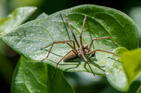 Nursery-web Spider (Pisaura mirabilis)