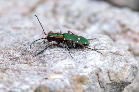 Green Tiger Beetle (Cicindela campestris)