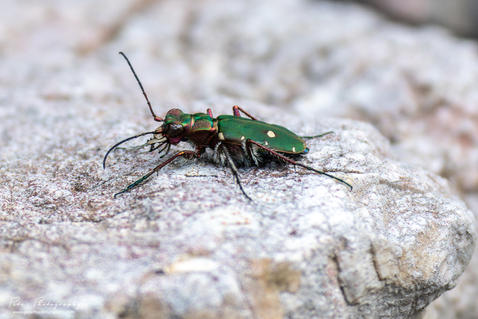 Green Tiger Beetle (Cicindela campestris)