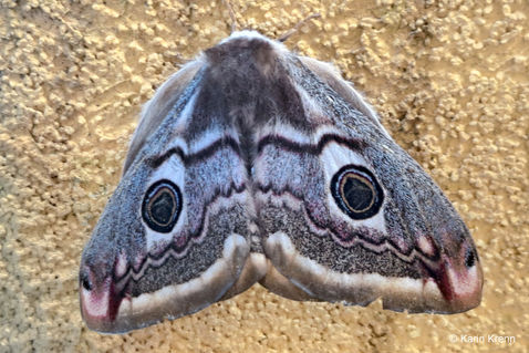 Southern Emperor (Saturnia pavoniella)