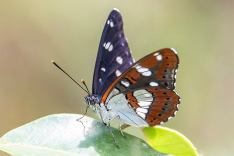 Southern White Admiral (Limenitis reducta)