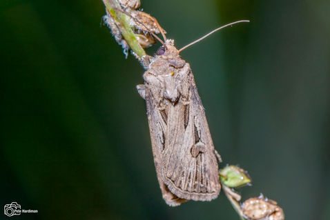 Gregson's Dart (Agrotis spinifera)