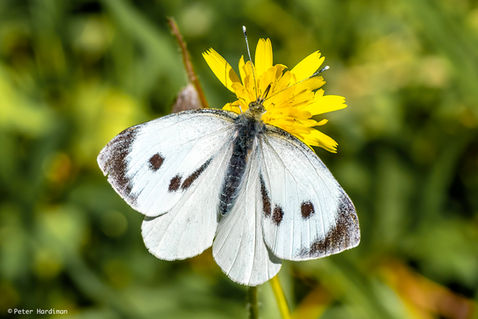 Large White (Pieris brassicae)
