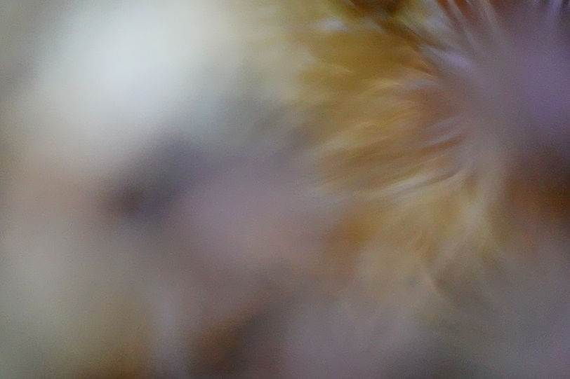 Gold and purple flowers seem to appear from among the reflections in a pool of still water