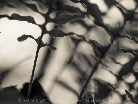 Silhouetted fern leaves create a repeating pattern, from the series Ondine by Michela Griffith