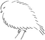 羽ふくらませる鳥.gif