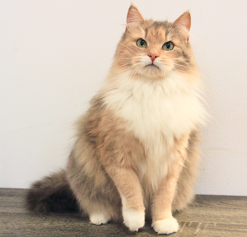 Gwynne- Blue torbie with white Siberian queen cat, gorgeous green eyes, very low allergen, hypoallergenic