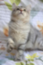 Gandalf- Extra low allergen Siberian Male kitten