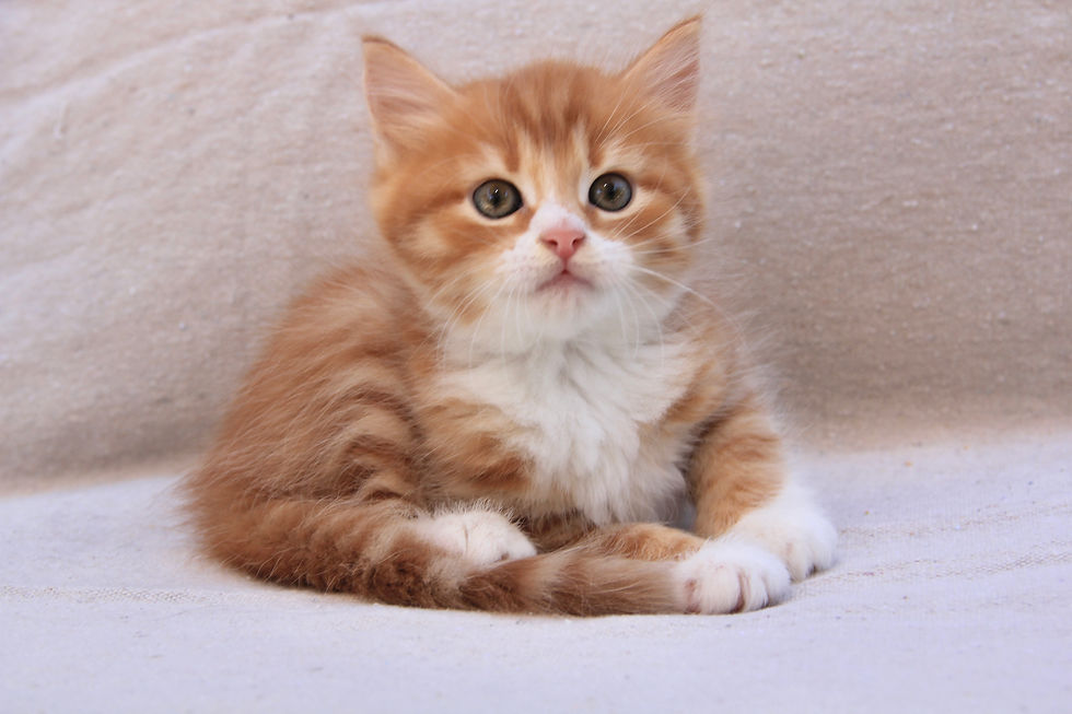 Mr. Tumnus- Red Tabby Male Siberian
