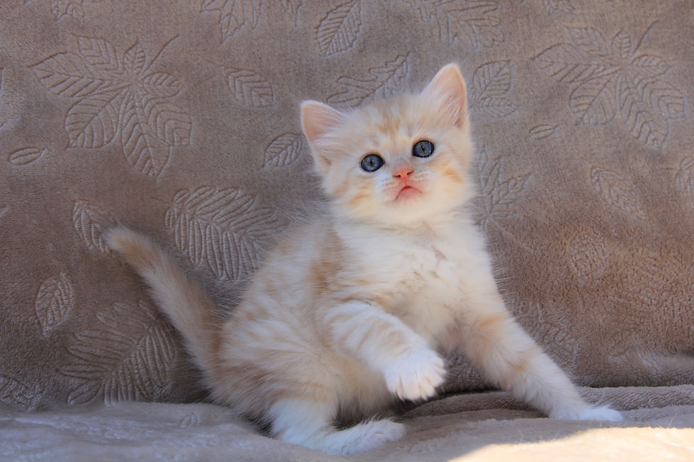 Blanche- Red silver w/white- Female