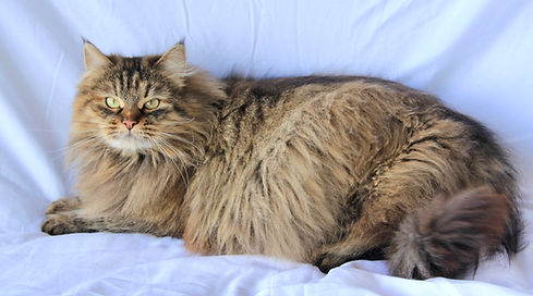 Gitta- Black Brown torbie tabby Siberian queen cat- extra low allergen- hypoallergenic
