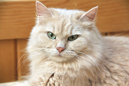 Gwen- Cream Red Siberian queen cat- very low allergen hypoallergenic