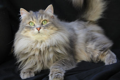 Neige, Blue tabby gold siberian queen cat- extra low allergen hypoallergenic