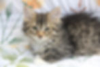 Ha'a Ha'a- Brown tabby w/white female Siberian kitten